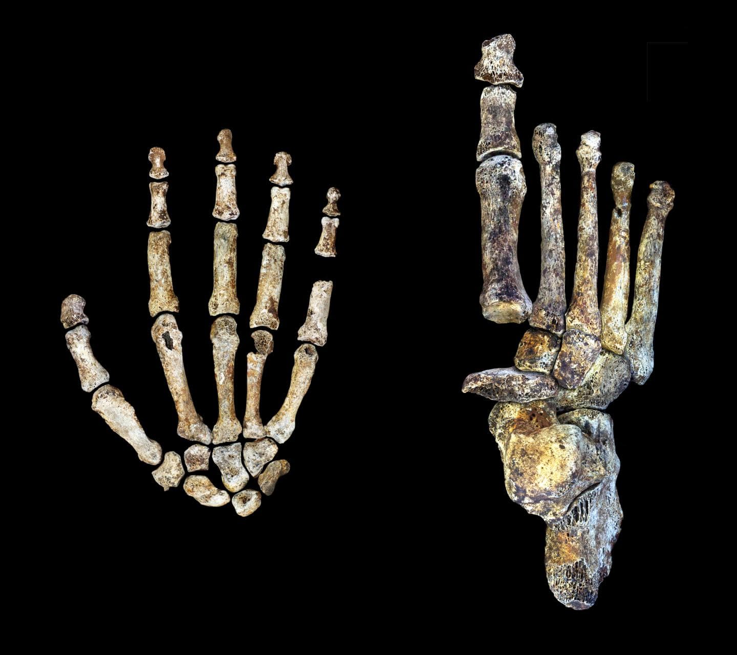 Homo naledi e ka përdorur zjarrin për gatim e dritë para njeriut, thonë arkeologët