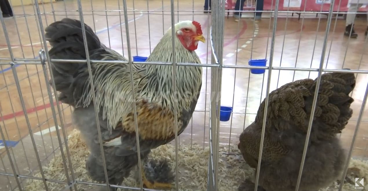 Shtazët e shpezët autoktone promovohen në sallën e sporteve në Fushë Kosovë (VIDEO)