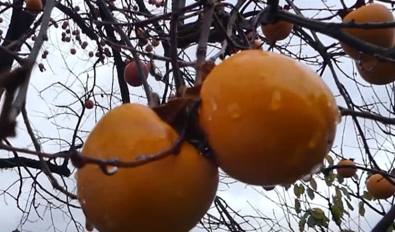 Hurma e parë shkoi nga Jemeni në Shqipëri para 111 vjetësh (VIDEO)