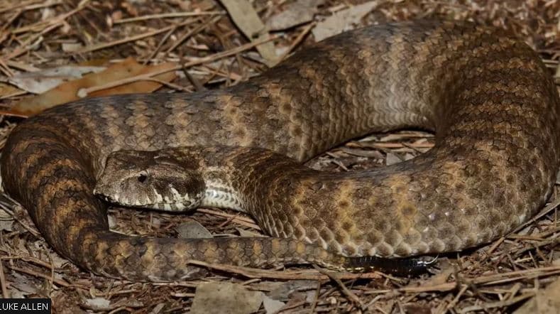 Shkencëtarët australianë gjejnë klitoris te gjarpërinjtë femra