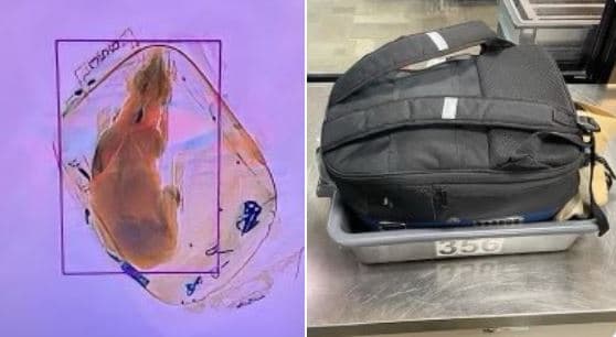 Qeni dërgohet aksidentalisht në tunelin me rreze X të aeroportit