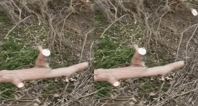 Priten tërësisht pemët e blirit tek Bregu i Diellit (VIDEO)