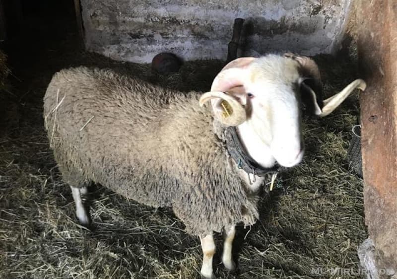 U godit nga dashi, vdes 64-vjeçarja në Fier