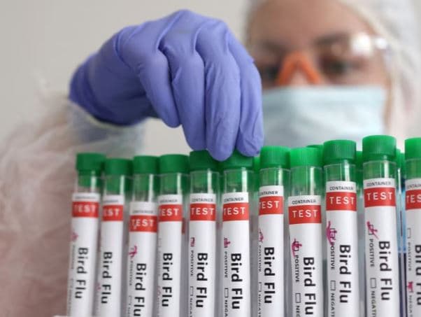 Virusi i shpendëve përhapet edhe në vende të reja të botës