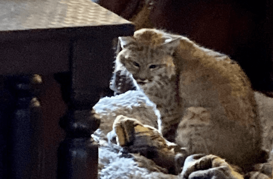 Macja e egër i hyn qenit në shtrat dhe e sulmon, pastaj aty bën gjumë (FOTO)