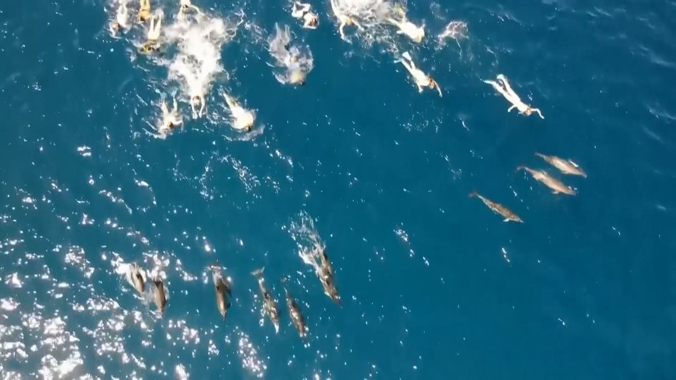Autoritetet e Hawaiit thonë se 33 notarë ngacmuan delfinët