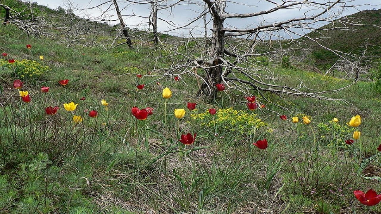 Shqipëri, habitati i tulipanit shqiptar shpallet “monument natyror”