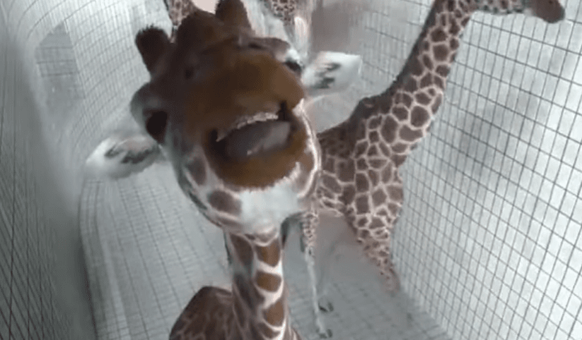 Gjirafa kapet duke pozuar për kamera (VIDEO)