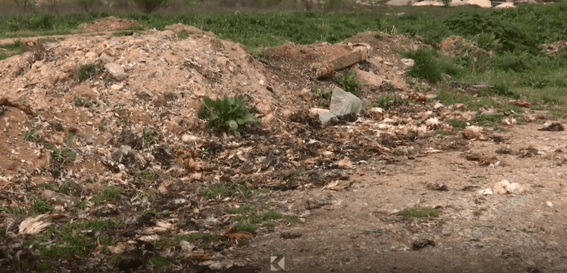 Banorët e Kodrës së Trimave ankohen në tregtarët e shpezëve që nuk i largojnë mbetjet (VIDEO)