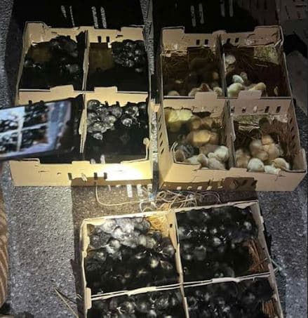Kapen 2 mijë e 200 zogjë të kontrabanduar, arrestohet një person