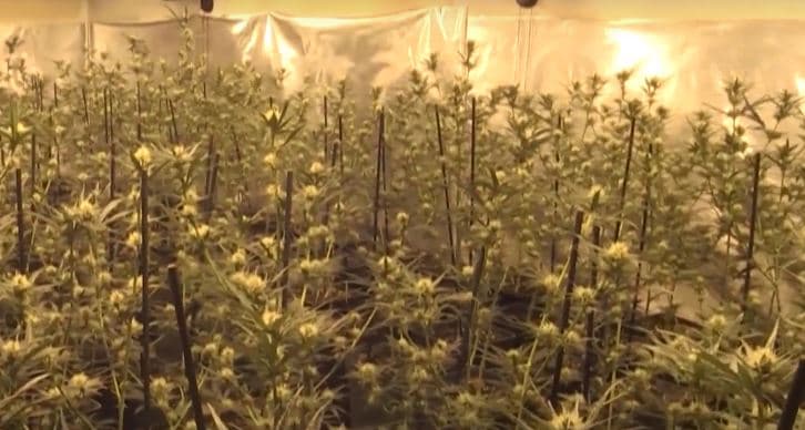 Vritet një shqiptar në Spanjë, sherri në plantacionin e kanabisit nisi për 5 euro