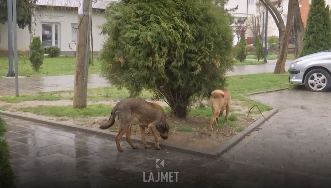 Peci ua lë në dorë komunave qentë endacakë (VIDEO)