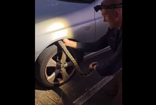 “Pitoni i madh” hiqet nga rrota e veturës së parkuar (VIDEO)
