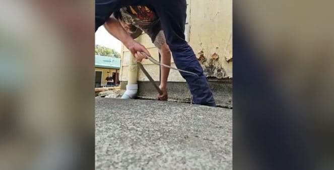 Australiani e kap një ndër gjarpinjtë më helmues në botë nën një shtëpi (VIDEO)