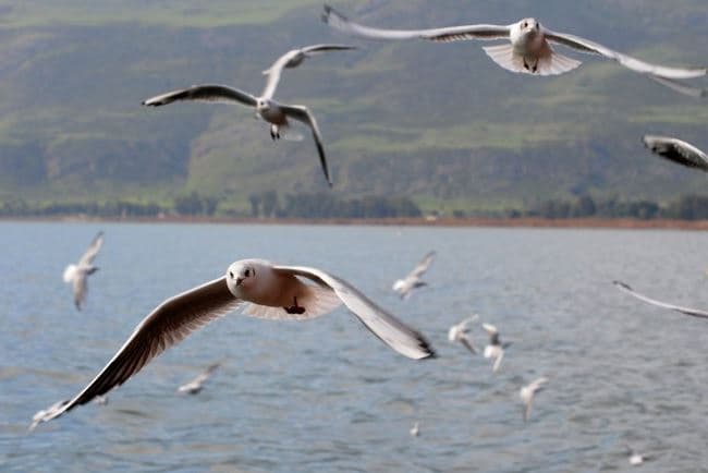 Konkursi i thirrjes së zogjve në festivalin e Alaskës sjell imitues të shpendëve
