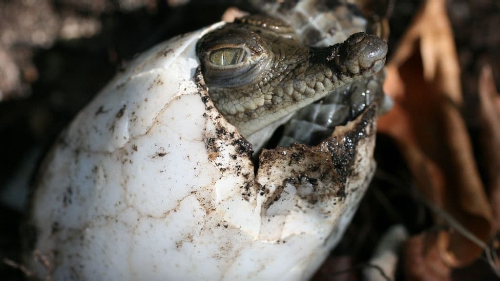 Zbulohet rasti i parë i një krokodili që la veten shtatzënë