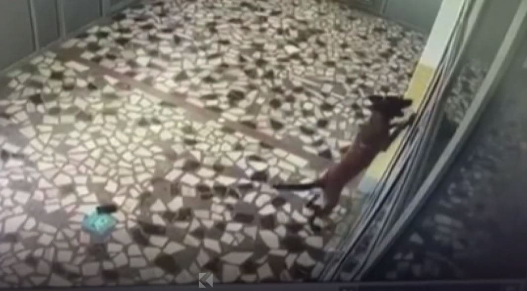 Podujevë: Qeni hyn në shkollë, kafshon nxënës (VIDEO)