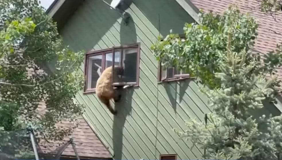 Ariu hyn nga dritarja në një shtëpi në Kolorado, vjedh bërxolla derri (VIDEO)