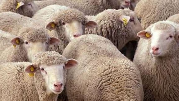 Konfirmohet rasti i parë i sëmundjes "Lija e Deleve/ Dhive" në Kosovë