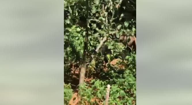 Ariu filmohet teksa ha fruta në oborrin e një shtëpie në Deçan (VIDEO)