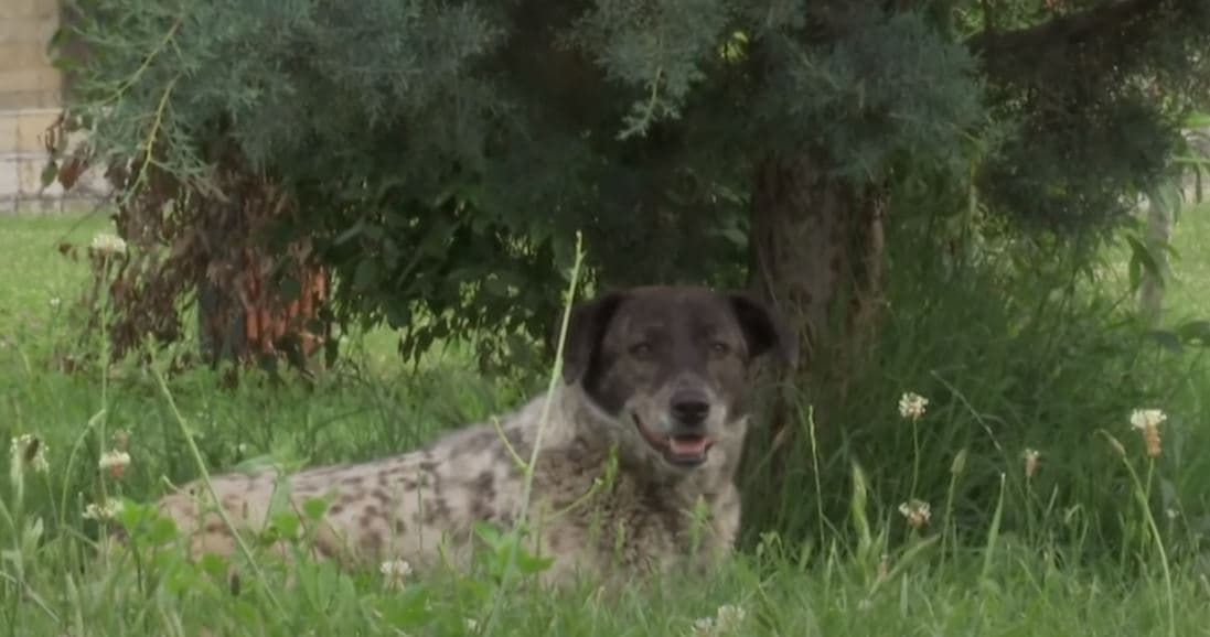 “Çarten” qentë e Prishtinës – për 6 muaj tejkalojnë sulmet e tërë vitit të kaluar (VIDEO)