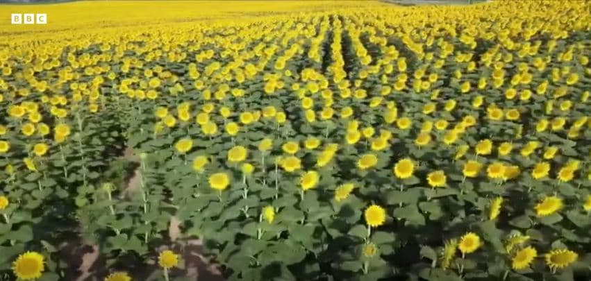 Fermeri në ShBA e mbjellë një fushë me luledielli si dhuratë për gruan e tij (VIDEO)