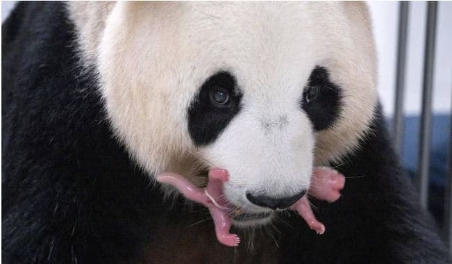 Në Korenë e Jugut për herë të parë mirëpriten binjakë nga një panda