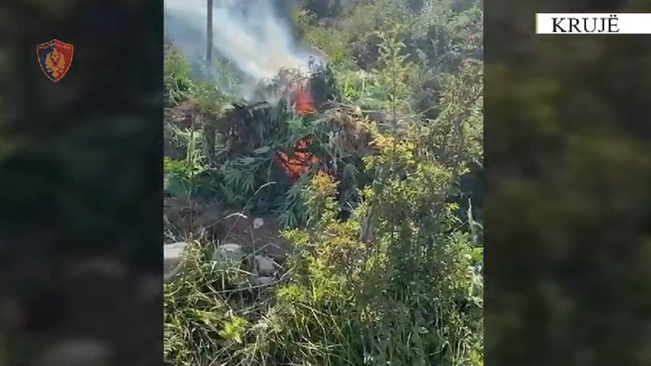 Operacion i gjerë kundër kanabisit në Shqipëri, asgjësohen 24 mijë rrënjë – marrin pjesë 7 mijë policë me 90 dronë
