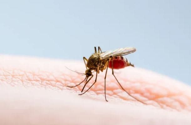 Italia preket nga virusi i Nilit Perëndimor, raporton 56 infeksione e një vdekje
