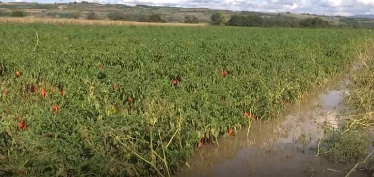 Dëmet nga vërshimet - Zvicra ndihmon fermerët rahovecas (VIDEO)