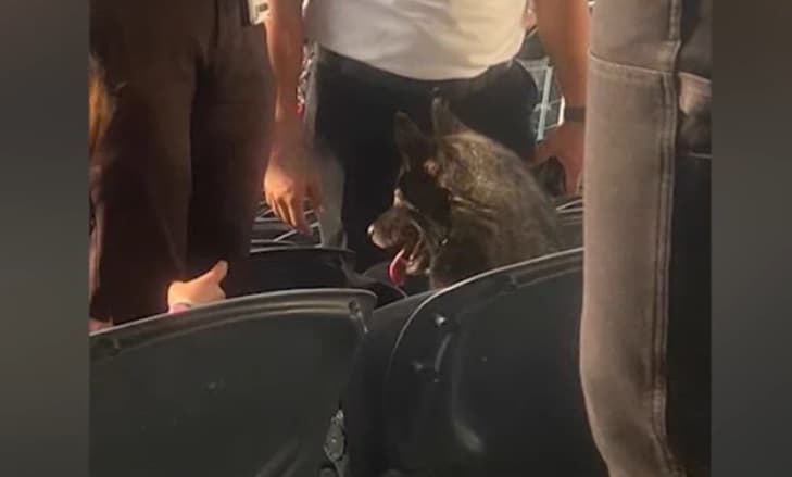 Qeni ikën nga shtëpia, futet fshehurazi në koncertin e Metallicas
