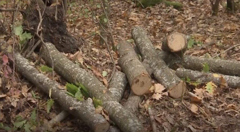 Grabitësit trima: Kap hajnat në pyll, ata s’duan të ikin (VIDEO)