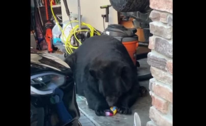 Ariu vjedh shkopinj peshku e shurup luleshtrydhesh nga frigoriferi i garazhit (VIDEO)
