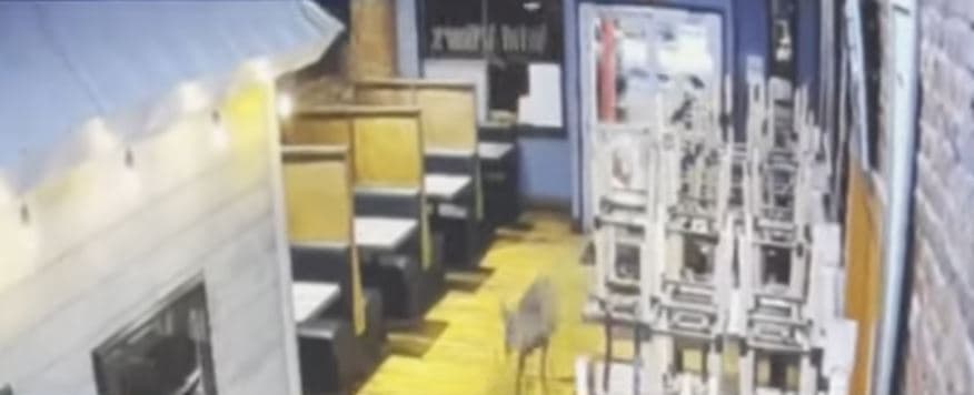 Dreri përplaset në një restorant në Virxhinia (VIDEO)