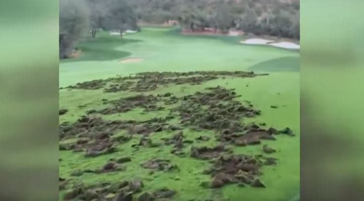 Arizona: Derrat në mënyrë të përsëritur grisin terrenin në fushën e golfit (VIDEO)