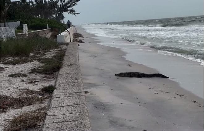 ShBA: Aligatori bën një vizitë të pazakontë në plazhin e Floridës (VIDEO)