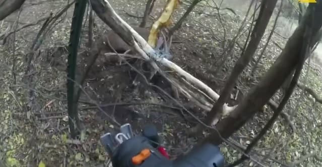 Dreri shpëtohet pas dy ditësh i ngatërruar në tela me gjemba (VIDEO)