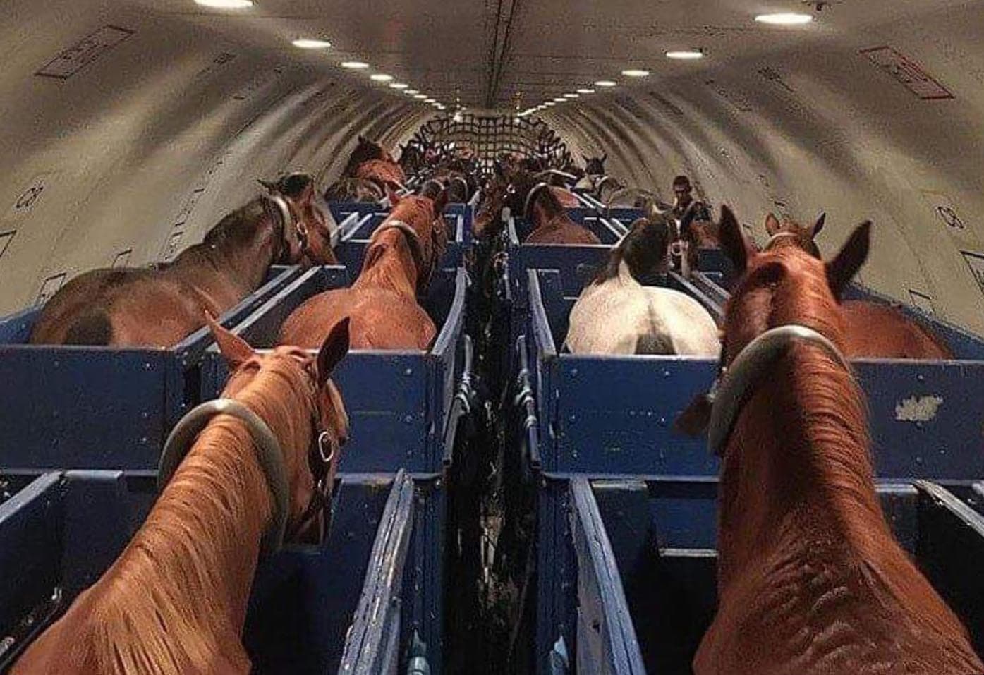 Kali lirohet nga stalla për mbajtjen e ngarkesave gjatë fluturimit, avioni kthehet në aeroport (VIDEO)