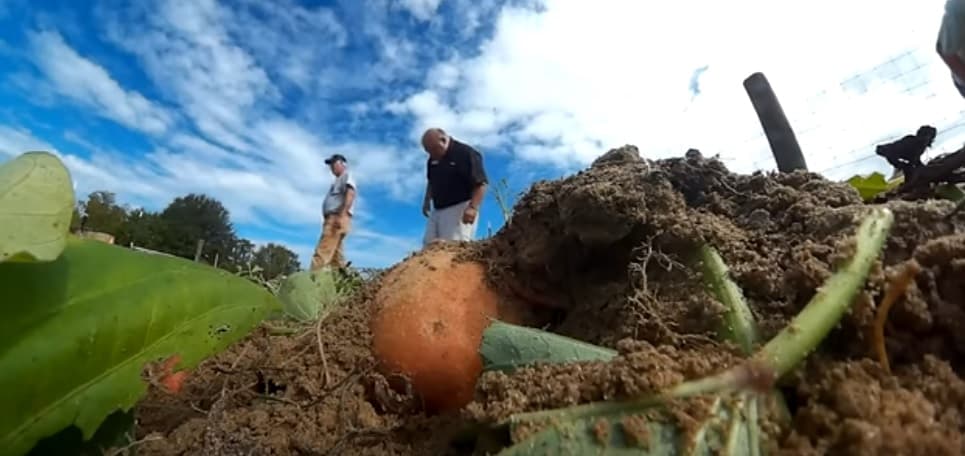 Vjelja e patateve të ëmbla arrin në Guinness (VIDEO)