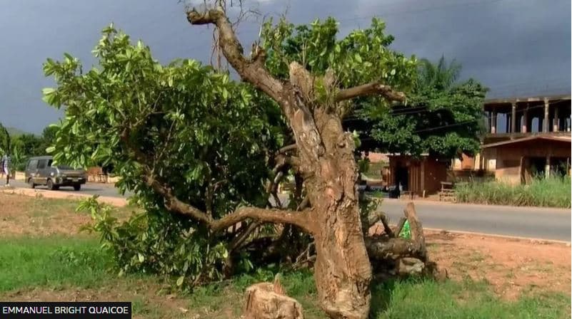 Populli i Ganës i zemëruar dikush u preu pemën 300-vjeçare