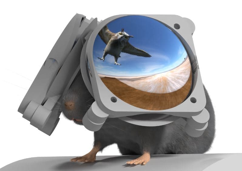 Shkencëtarët bëjnë syze VR për minjtë për të simuluar një jetë lirie