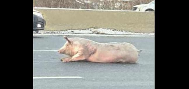 Derri i lirshëm përfundon në autostradën e Ontarios