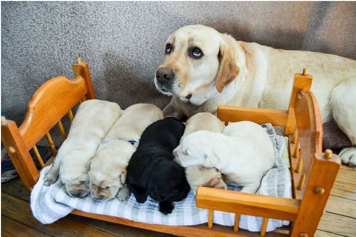 Fotografitë që e kapën momentin e saktë kur edhe kafshëve iu mbaron durimi nga të vegjlit e tyre