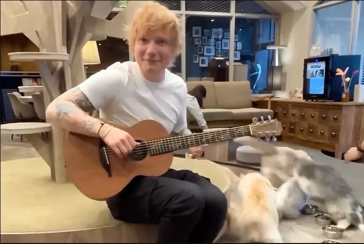Ed Sheeran kthehet në Cat Cafe 10 vjet më vonë për t'iu bërë përshtypje maceve (VIDEO)