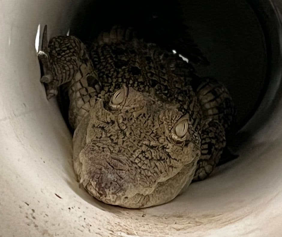 Familja gjen një krokodil të fshehur në kafazin e pulave