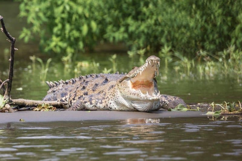 Një krokodil i madh hidhet në varkën e një australiani