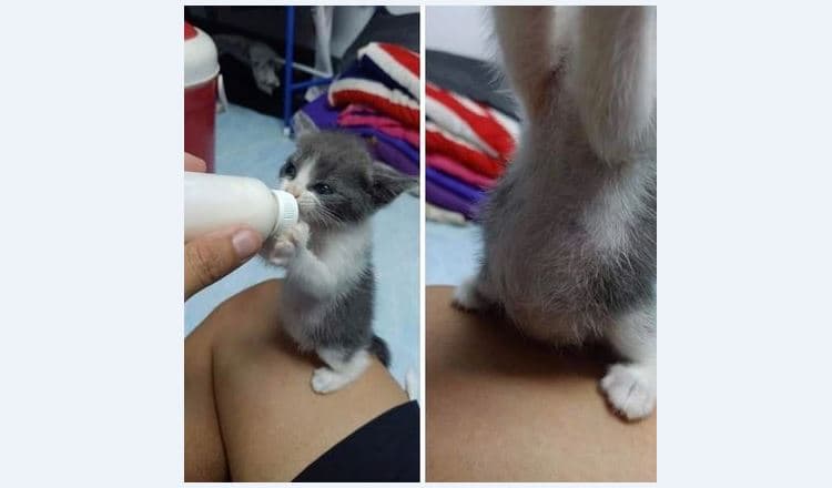 Fotografi që mund t’ua ndriçojnë ditën si magji