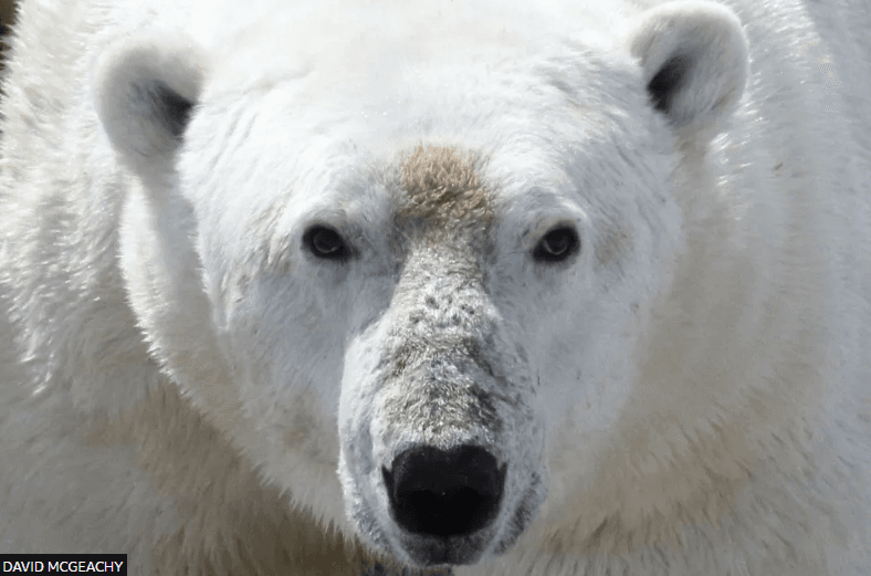 Arinjtë polarë përballen me kërcënimin e urisë ndërsa akulli shkrihet nga ngrohja globale