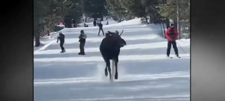 Dreri ndjek skiatorët në pistë (VIDEO)