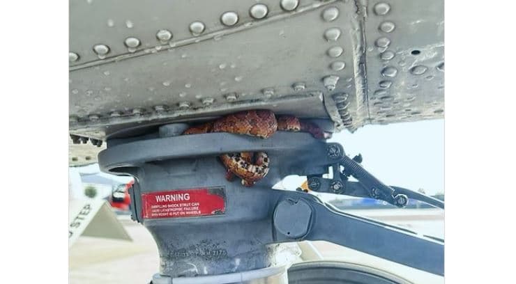 Gjendet gjarpri i mbështjellë në rrotat e helikopterit
